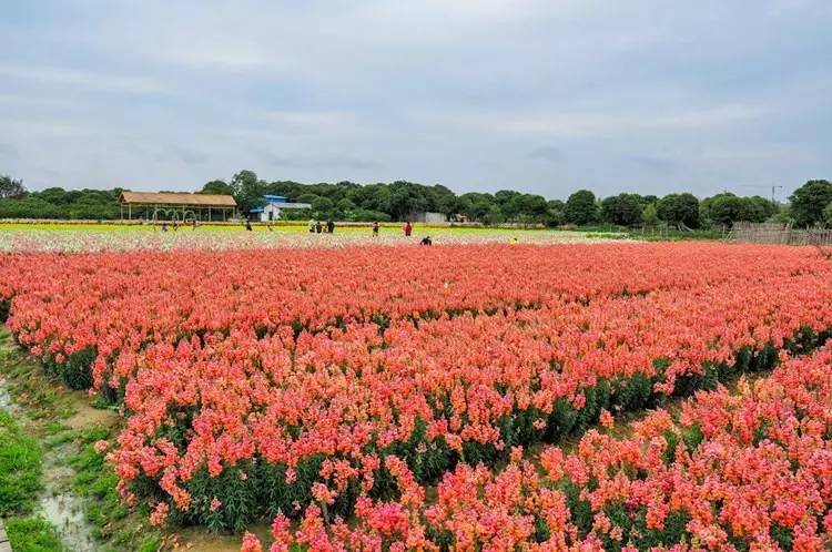 广州大热乡村旅游攻略,广州乡村游