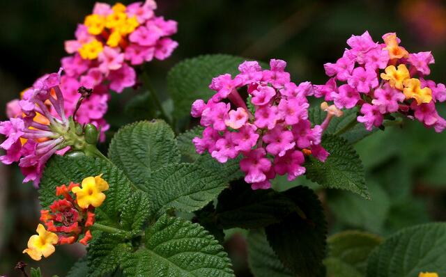 驱蚊虫的正确驱虫方法,驱蚊虫草哪种最好