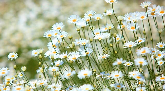 驱蚊虫的正确驱虫方法,驱蚊虫草哪种最好
