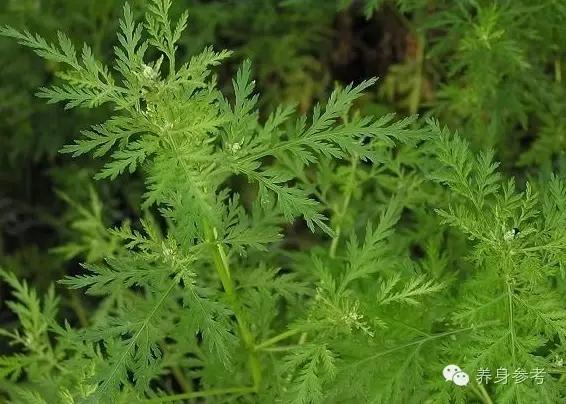 降血压的野草有哪些,路边野草哪种喝了降血压