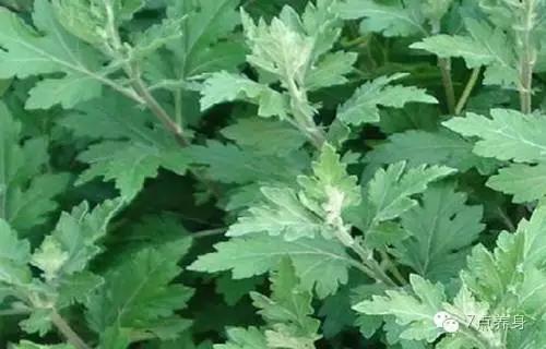 “家有三年艾，郎中不用来”，原来艾叶这么牛！