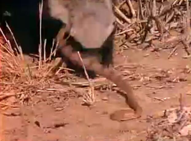 蜜獾被三只花豹围攻,蜜獾啃食剧毒毒蛇