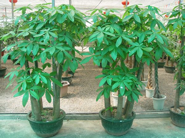 富贵竹水培发财树的养殖方法,水培发财树的叶子黄养殖方法