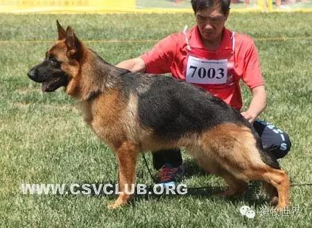 原创丽峰犬舍-VA11小杜的母亲在这里出生