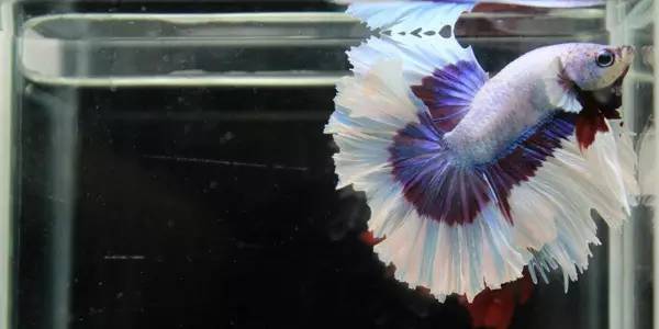 泰国斗鱼多少钱一只,泰国斗鱼超美