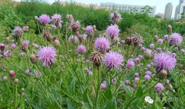 降血压的野草有哪些,路边野草哪种喝了降血压