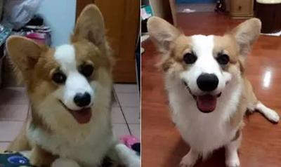 柯基屁屁脏了怎么办,柯基屁屁毛少怎么办