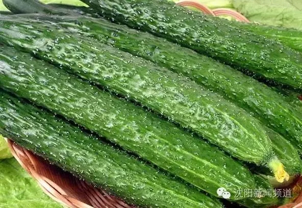 生吃黄瓜多了会有什么后果,生黄瓜吃多了以后会伤人吗