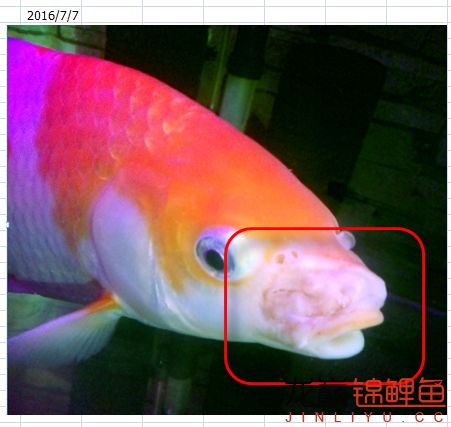 锦鲤烂嘴最快的解决方法,锦鲤有点烂身怎么处理