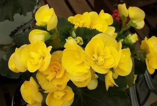 家里养的花掉叶子怎么处理,栀子花叶子发黄干枯掉叶子怎么办