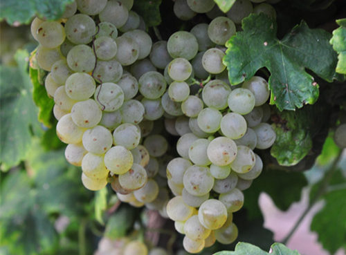 白葡萄哪个品种好吃,进口水果品种大全白葡萄