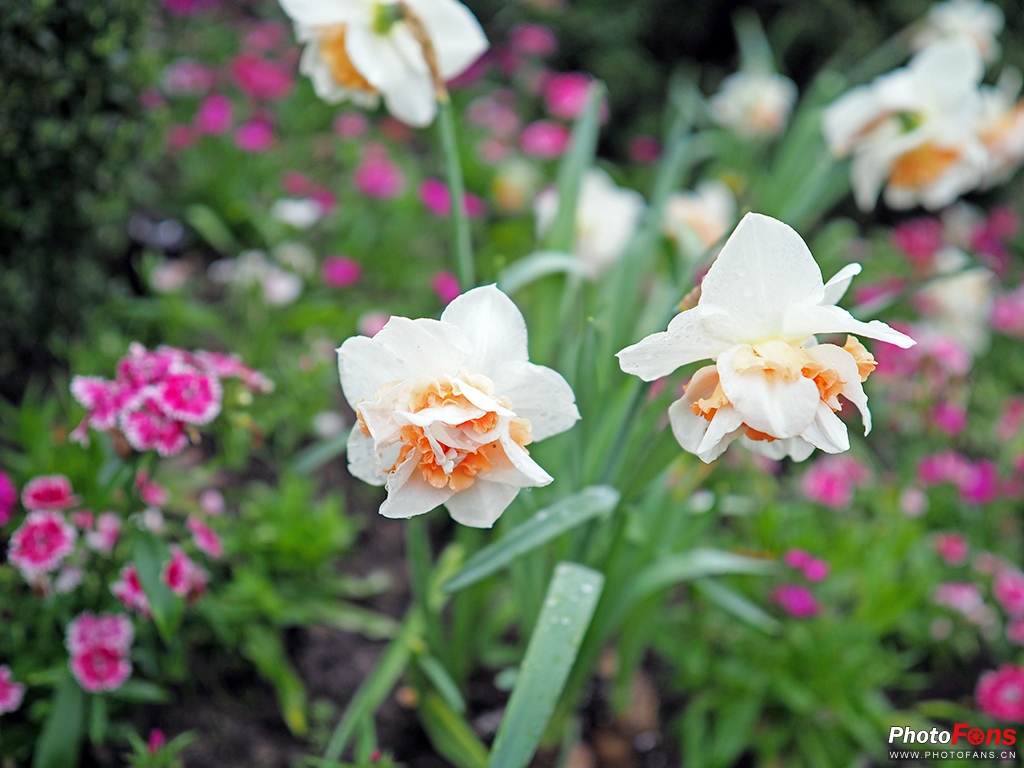 奥林巴斯17mmf1.8能自动对焦吗,奥林巴斯17mmf1.2pro对比老蛙18mm