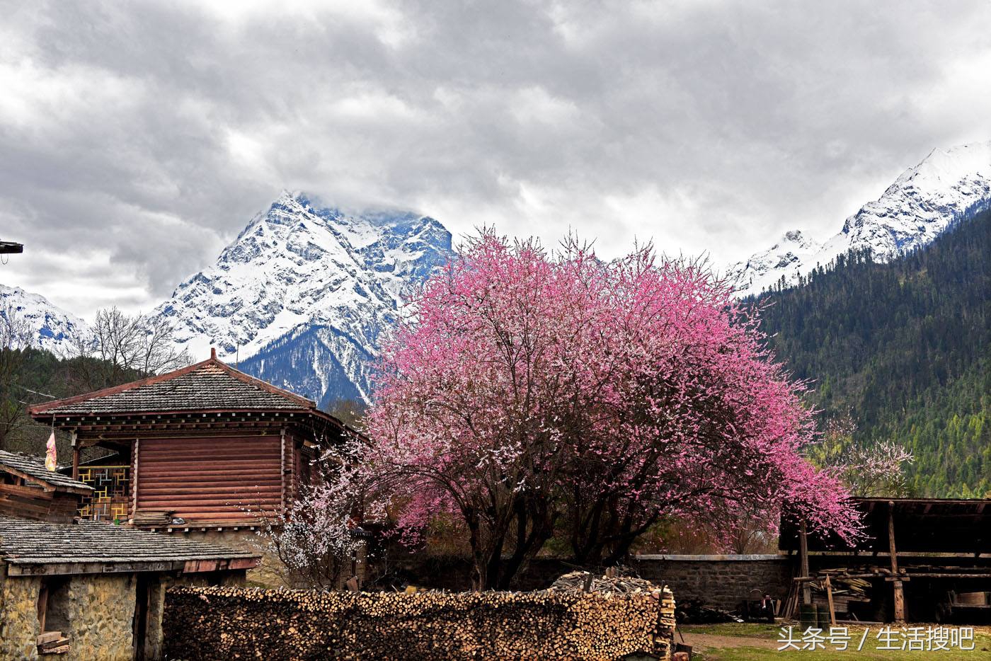 西藏林芝雪域桃花季,中国最美的春天西藏林芝桃花季
