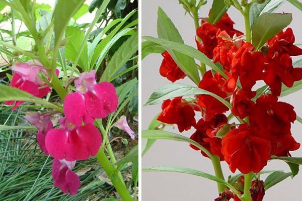 农村常见100种野花图片及名称,农村常见的50种野花名字