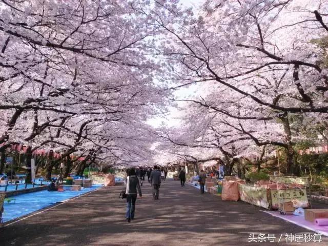 3月东京樱花,东京买房最新信息