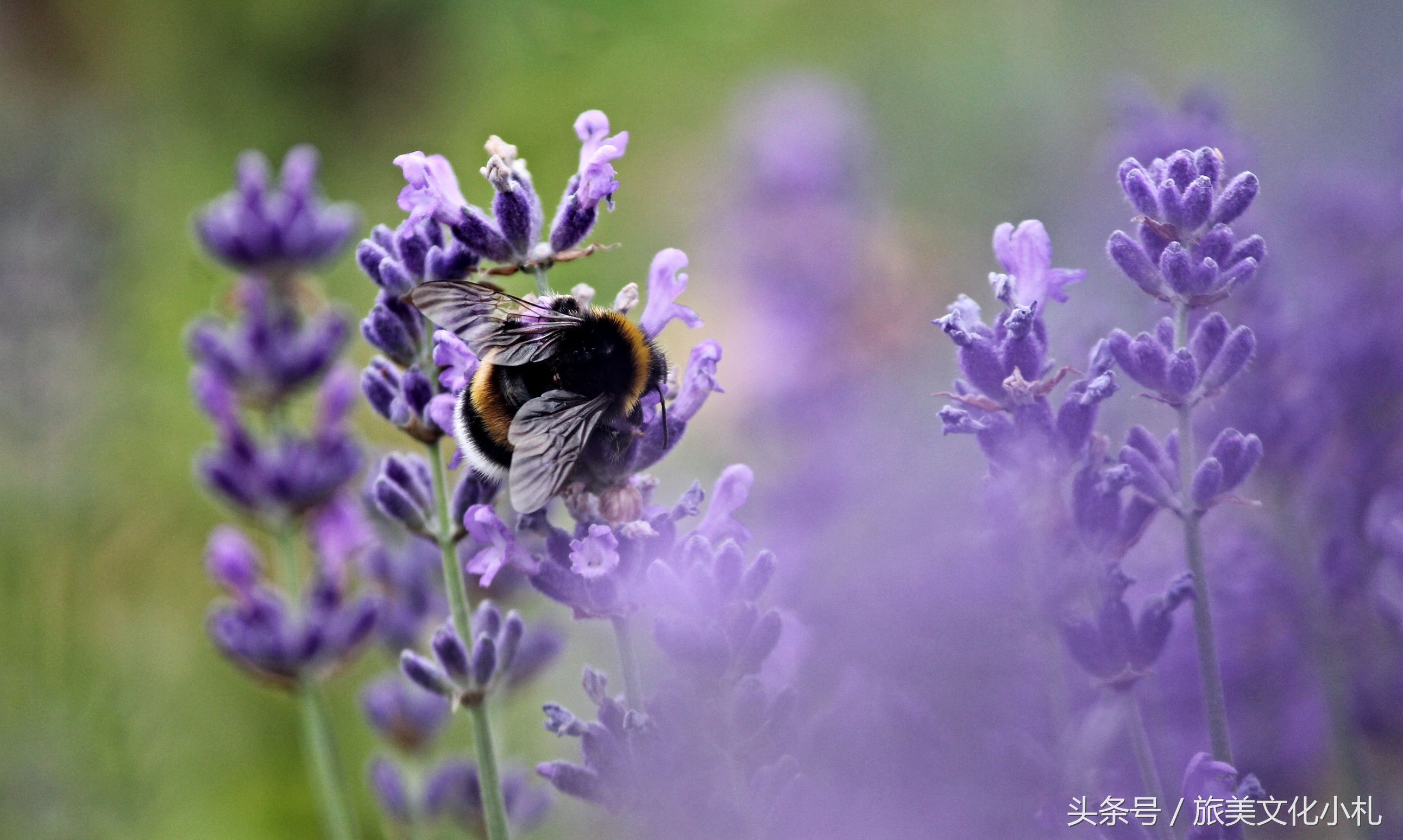 薰衣草花语代表爱情,衣草的花语是等待幸福