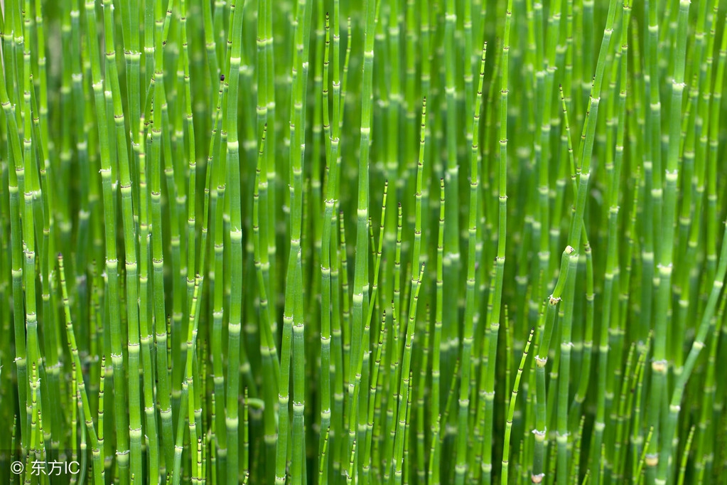 我们身边常见又叫不上名的植物,身边常见的中草药植物