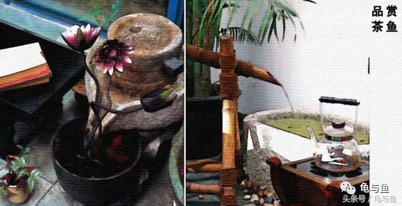 古法养鱼能养锦鲤吗,古法养鱼全过程视频