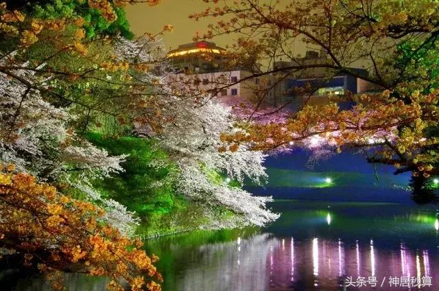 3月东京樱花,东京买房最新信息