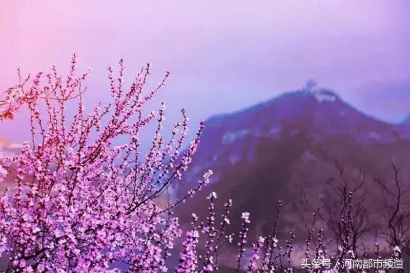河南最美桃花海,浪漫西藏林芝桃花有多惊艳