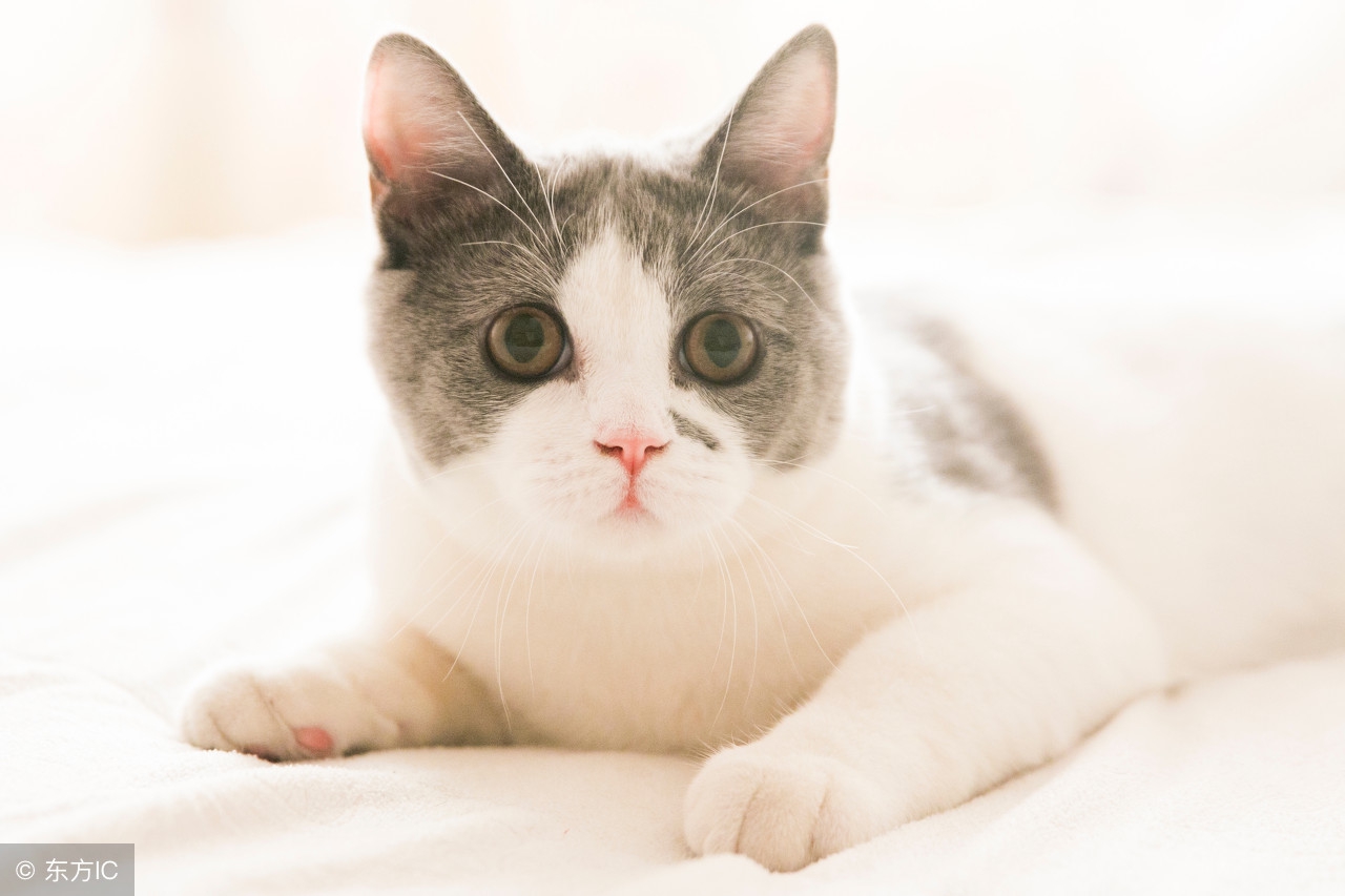 花盆里的猫尿味怎么去除,棉被猫尿味怎么彻底去除