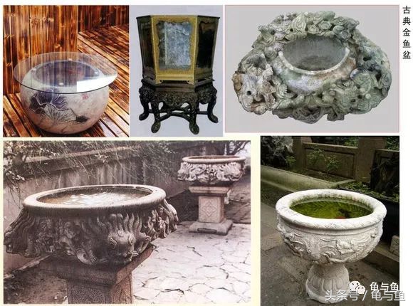 古法养鱼能养锦鲤吗,古法养鱼全过程视频