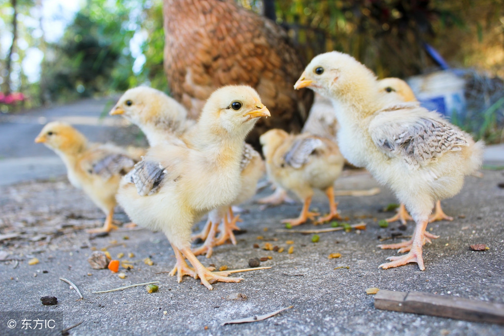 一个月小鸡正确饲养方法,刚出生小鸡的正确饲养方法