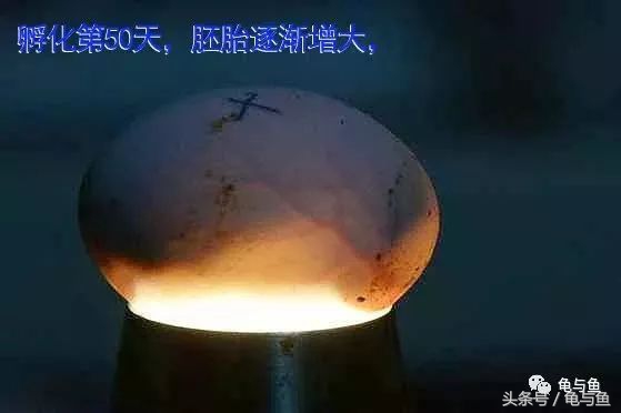 草龟孵化成长全过程,草龟养几年才孵蛋出来