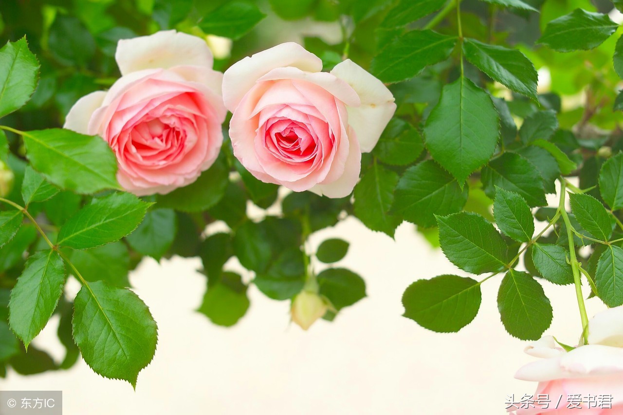 自己种玫瑰花教程视频,自己种植玫瑰花开花要多久