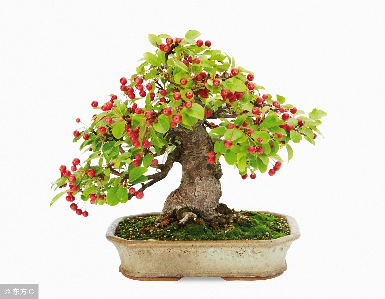 果树盆栽好养活吗,果树盆栽怎样才不掉果