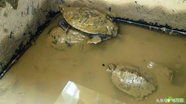 冬眠的正确疗法,冬眠的动物都怎么样越冬