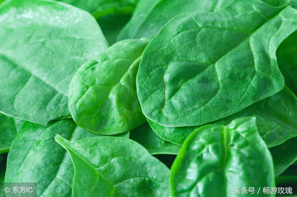 什么野草清热利湿,铁线蕨见过吗能清热解毒利水通淋