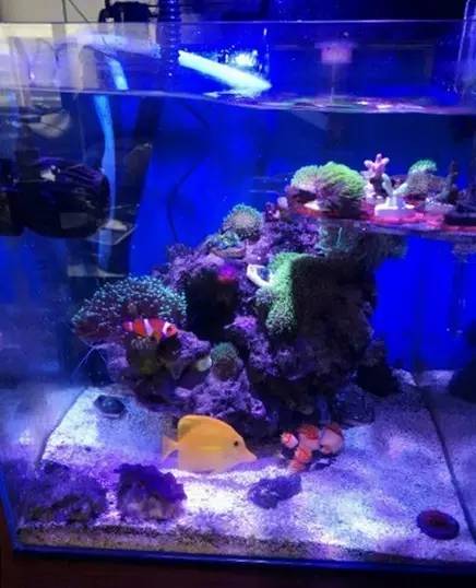 海缸变乳白色,海缸从褐藻变绿藻