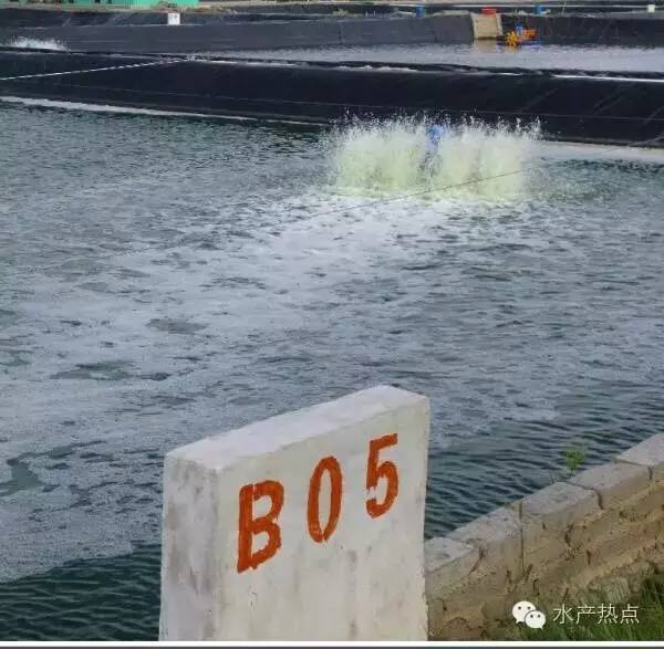 白对虾养殖甲裸藻怎样处理,海水养殖南美白对虾爆发血红裸藻