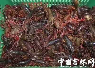 店里卖便宜小龙虾背后的真相,调查小龙虾