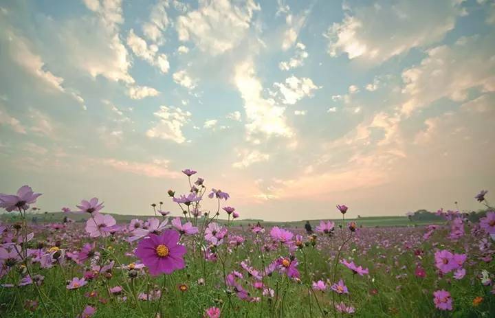 暗黑系石楠花退场的夏天,谁才是武汉新一轮的夏花担当?