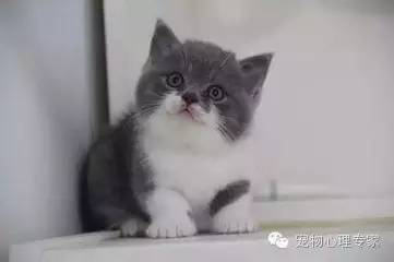 应粉丝要求：各类猫猫在北上广的报价，其他城市可以参考