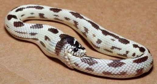 古代最邪恶的“苗疆八大巫蛊术”，这个皇帝就是因他家破国亡