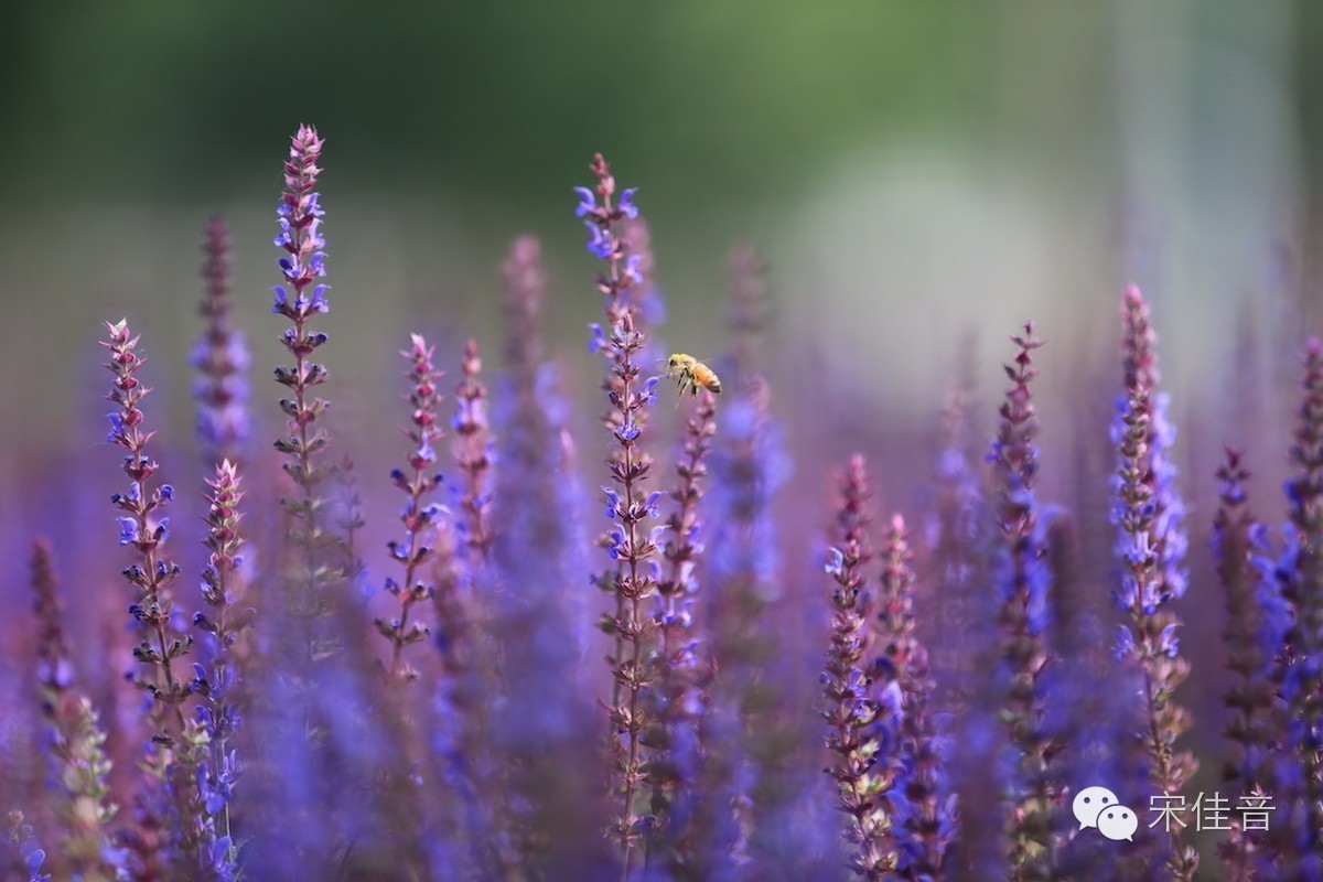 北京郊区的薰衣草庄园有哪些,北京最美薰衣草庄园