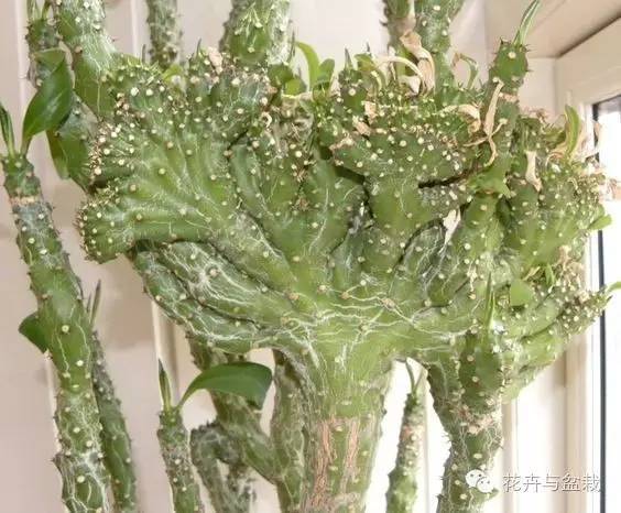 麒麟掌有毒吗用啥能解毒,麒麟掌有毒吗误食了怎么办