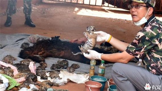 泰国寺庙因饲养老虎闻名于世，没想到警方突击检查发现了惊天秘密