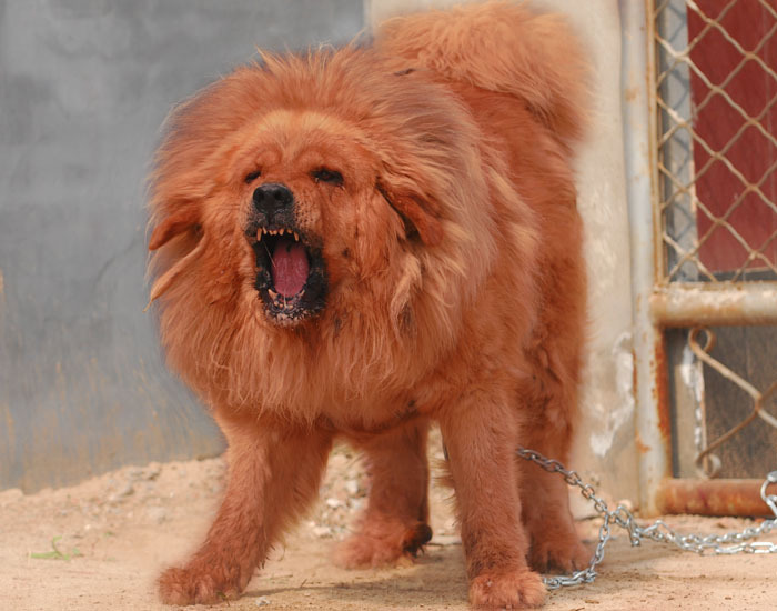 东方神犬藏獒纪录片,东方神犬藏獒大战群狼