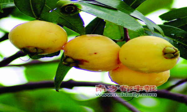 油茶树上长的茶耳可以吃的,油茶树上的茶泡