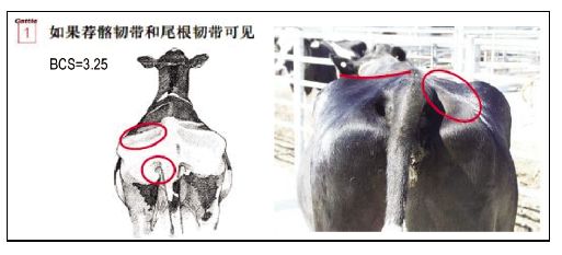 王艳明牛奶,王艳明