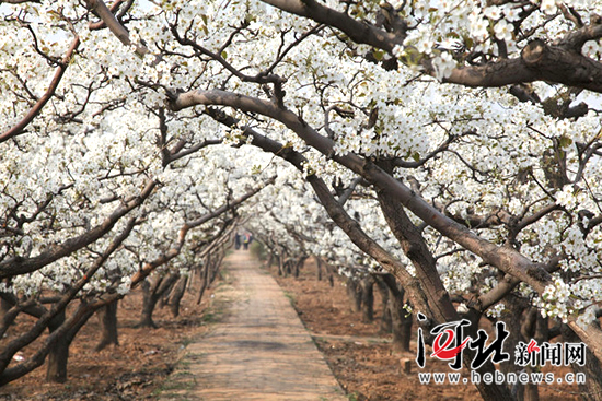邯郸魏县梨花盛开,河北魏县万亩梨花等你来