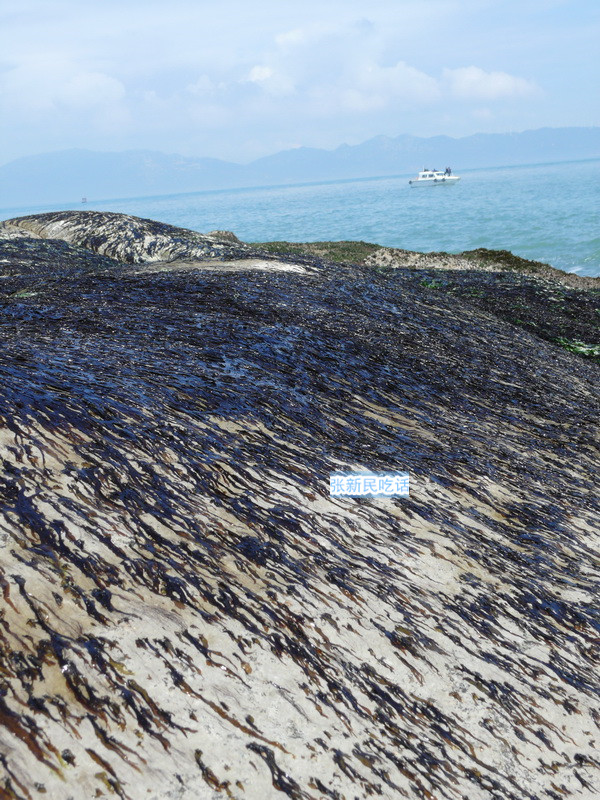 紫菜堪称海藻之王，但潮汕人为什么要说“浪险过打紫菜”呢？