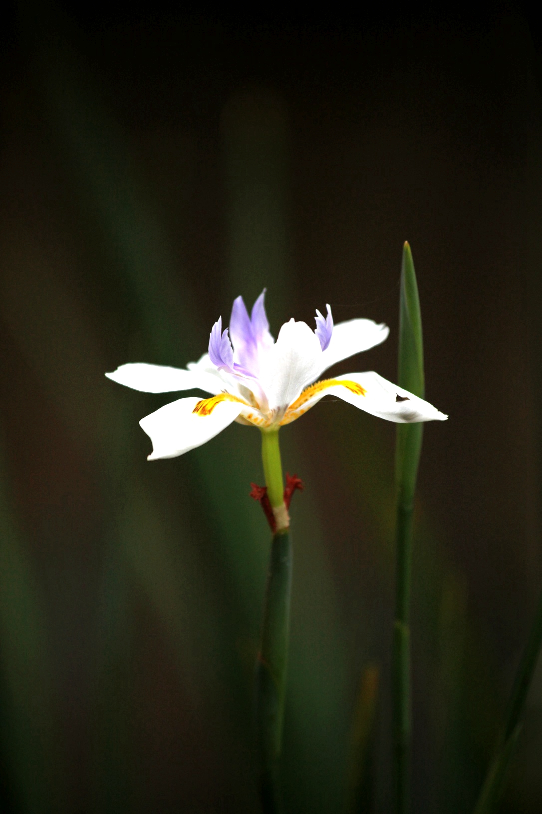 兰花玉肌翠骨、纯朴雅丽。