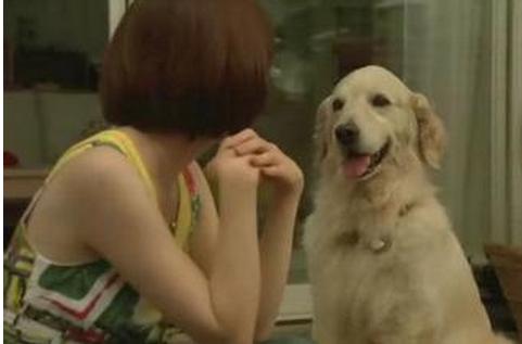 导盲犬小q动漫片影评,导盲犬小q电影总结