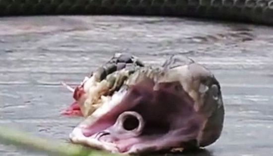 打蛇打七寸真的能把蛇打跑吗,遇到蛇可以打蛇打七寸吗