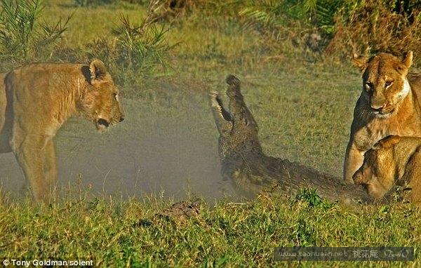 鳄鱼对阵母狮胜券在握，不料又来两头母狮，终究寡不敌众竟惨死
